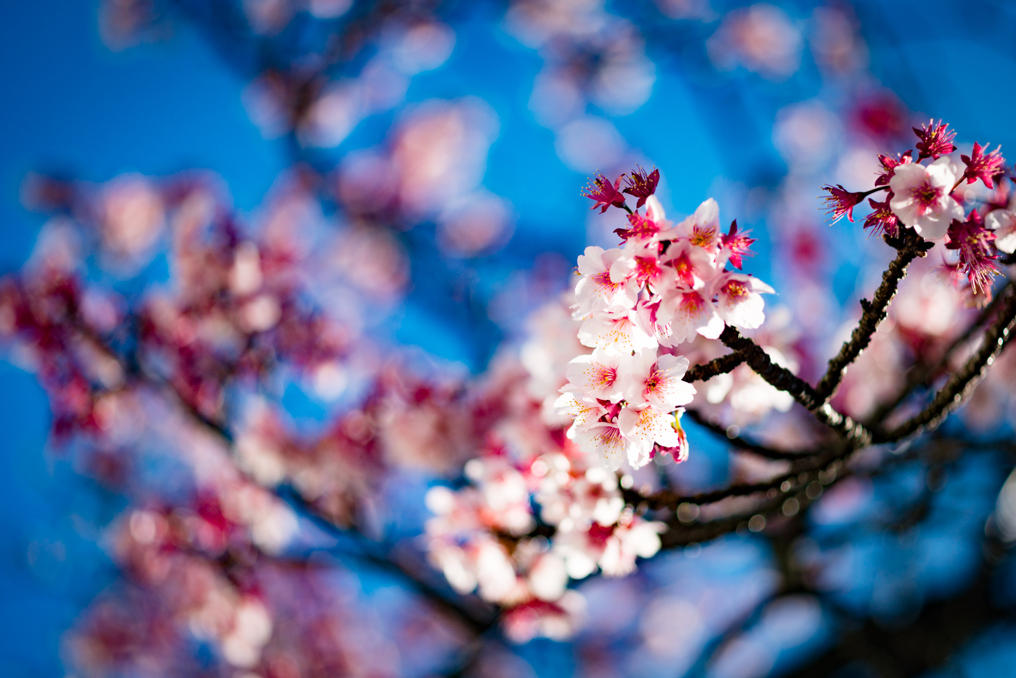 ZEISS Makro-Planar T* 50mm F2 sample photo. Atami-cherry.jpg photography