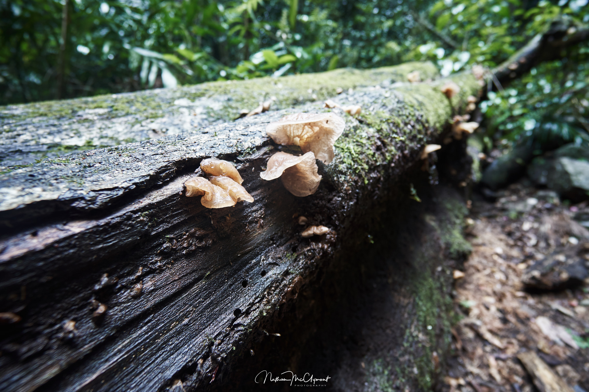 Sony a6300 + Sony E 10-18mm F4 OSS sample photo. Hinterland tree photography