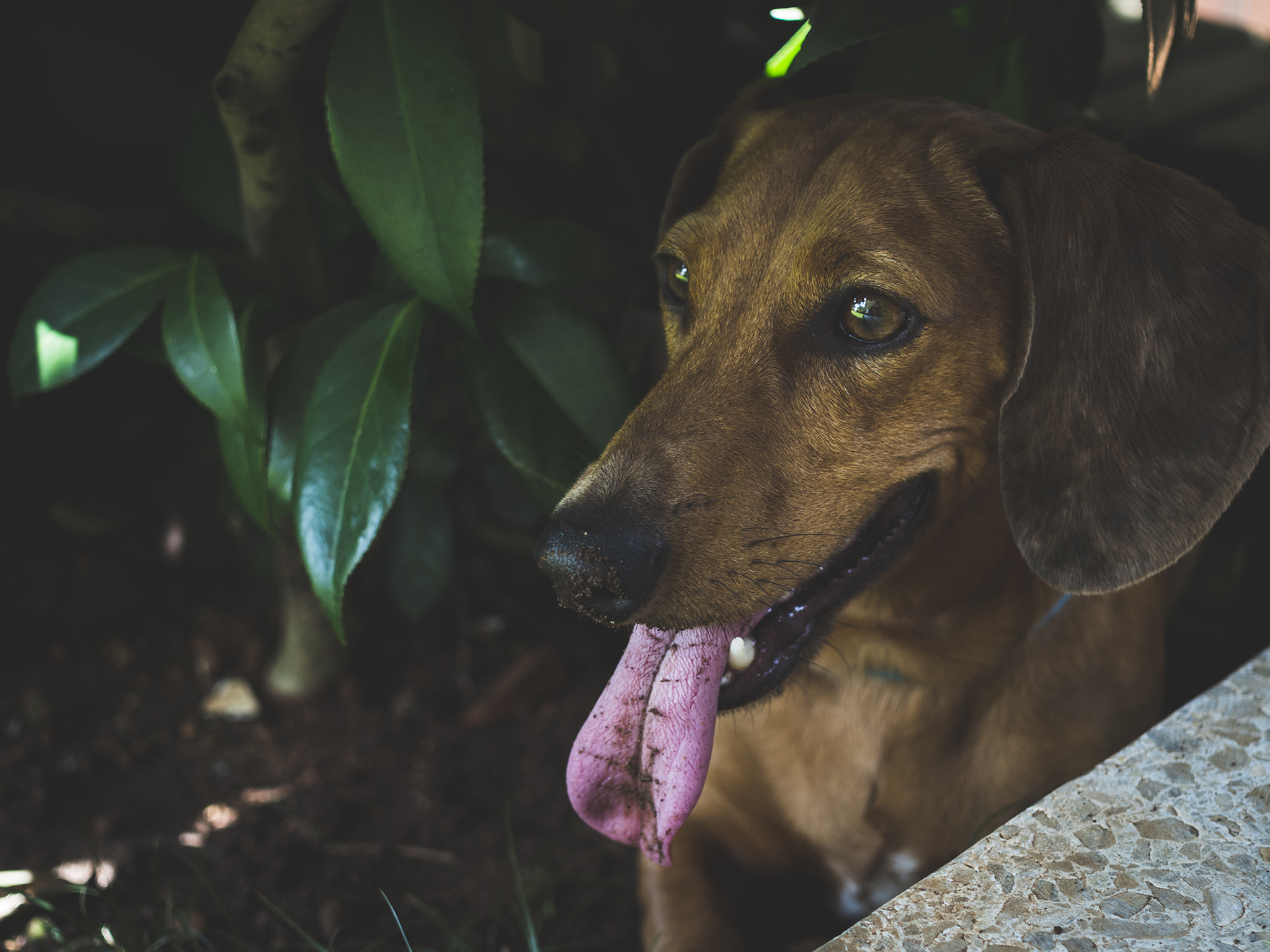 Sigma 30mm F2.8 DN Art sample photo. Dust eating dog. photography