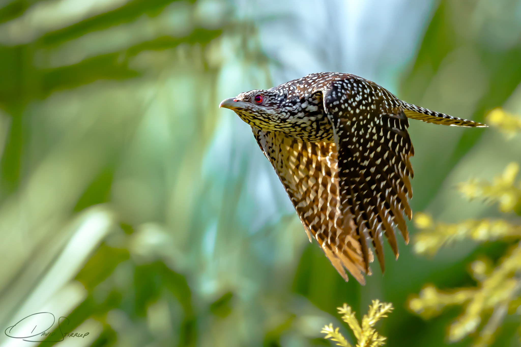 Nikon AF-S Nikkor 500mm F4E FL ED VR sample photo. Marc knows them all photography