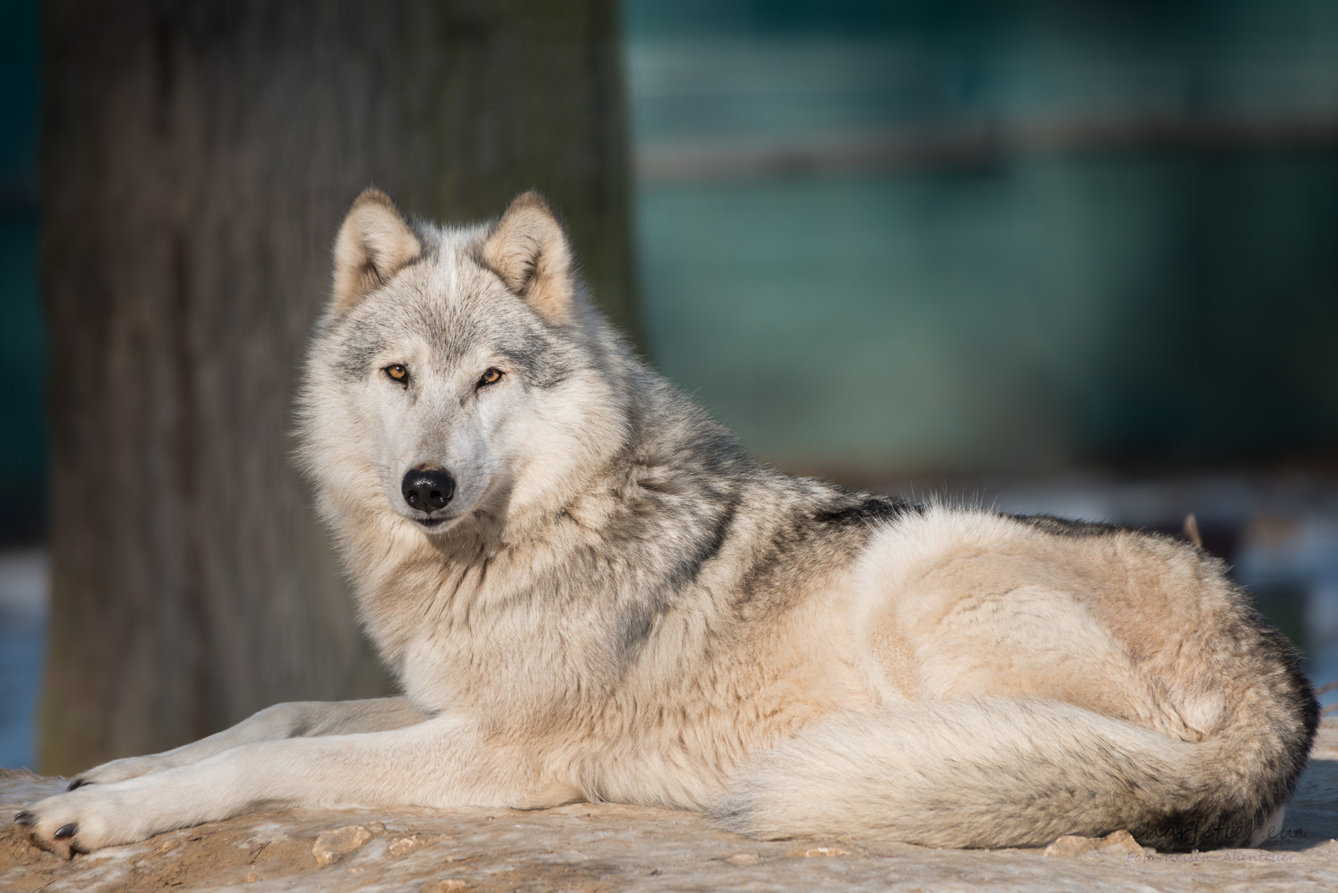 Nikon D800 + Sigma 50-500mm F4.5-6.3 DG OS HSM sample photo. Canadian wolf photography