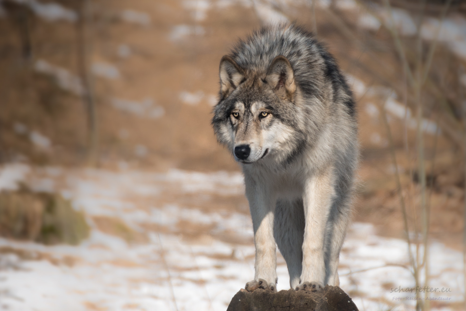 Nikon D800 + Sigma 50-500mm F4.5-6.3 DG OS HSM sample photo. Candian wolf ii photography