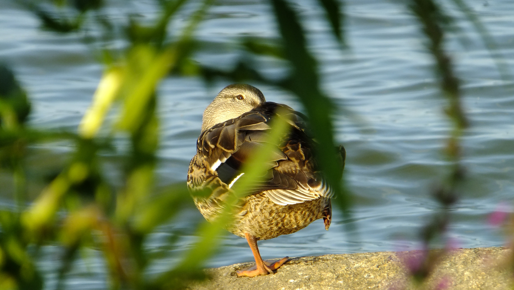 FujiFilm FinePix F500 EXR (FinePix F505 EXR) sample photo. *** photography