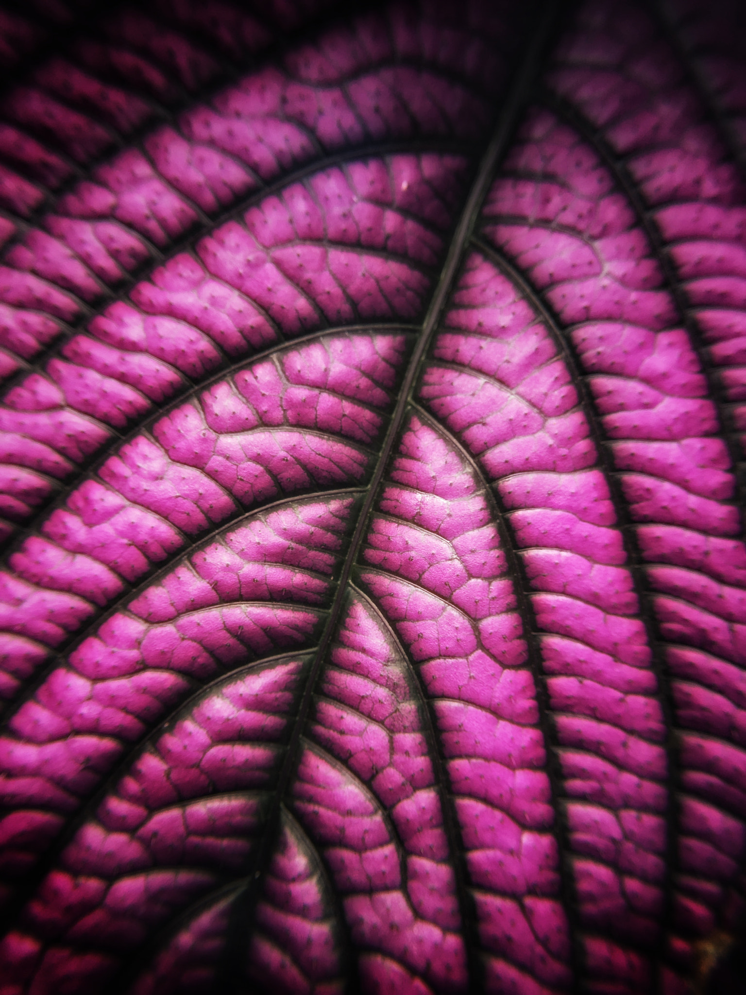 Jag.gr PureShot for iOS sample photo. Purple leaf photography