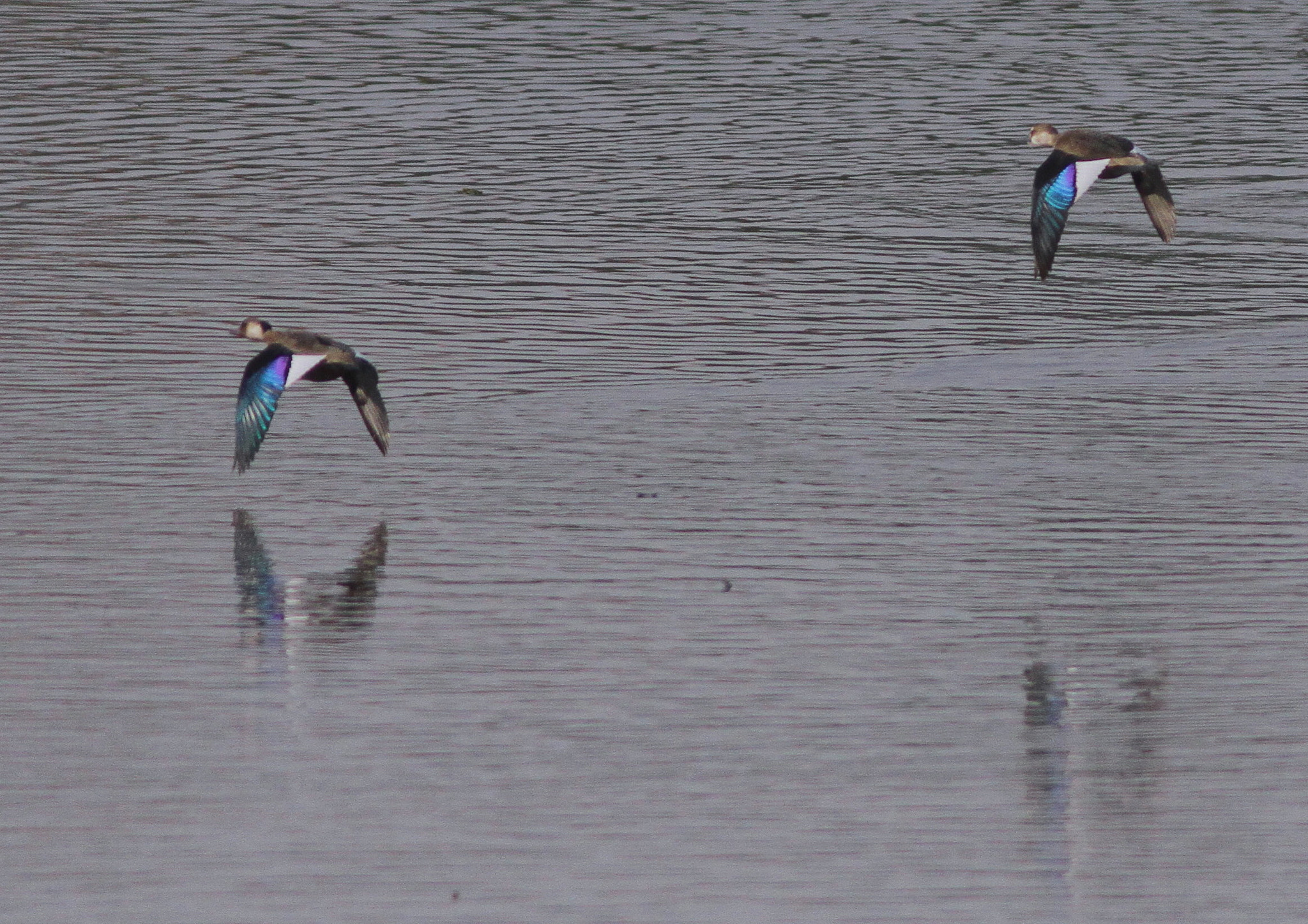 Canon EF 300mm F4L IS USM sample photo. Brazilian teal photography