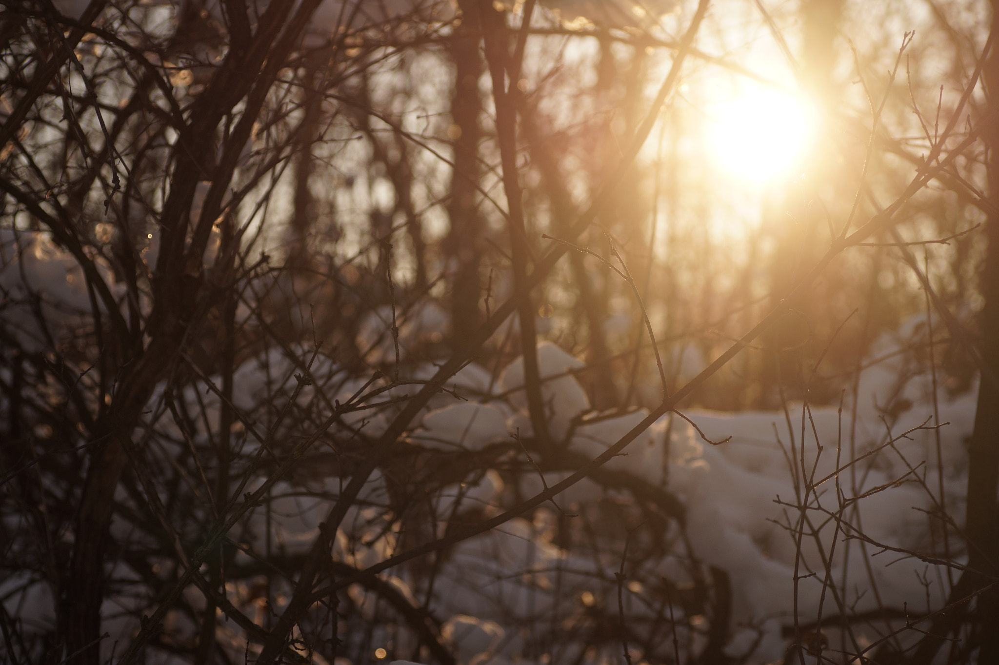 Sony SLT-A58 + Minolta AF 50mm F3.5 Macro sample photo. Morning...  photography