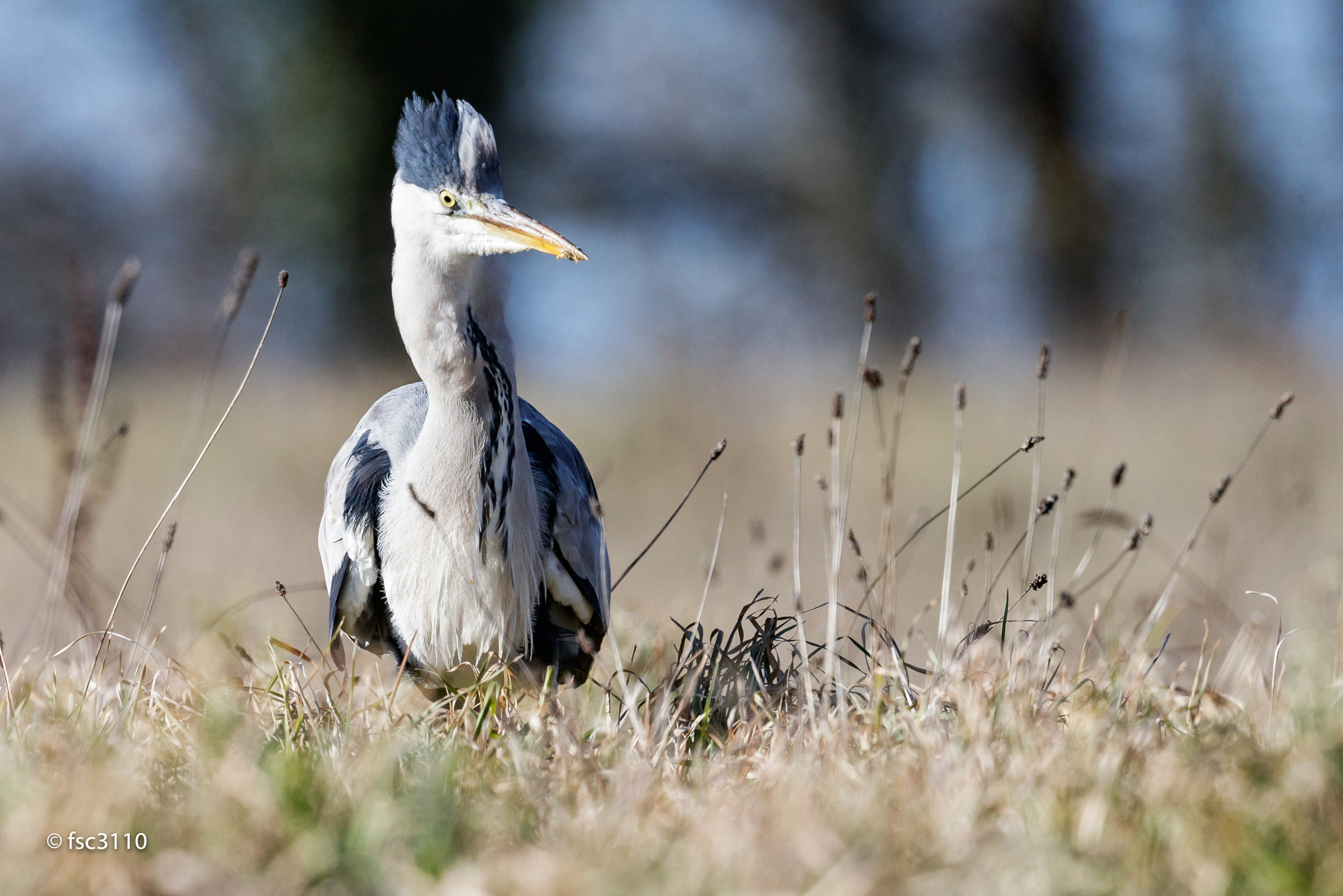 Canon EF 500mm F4L IS II USM sample photo. Grey heron photography