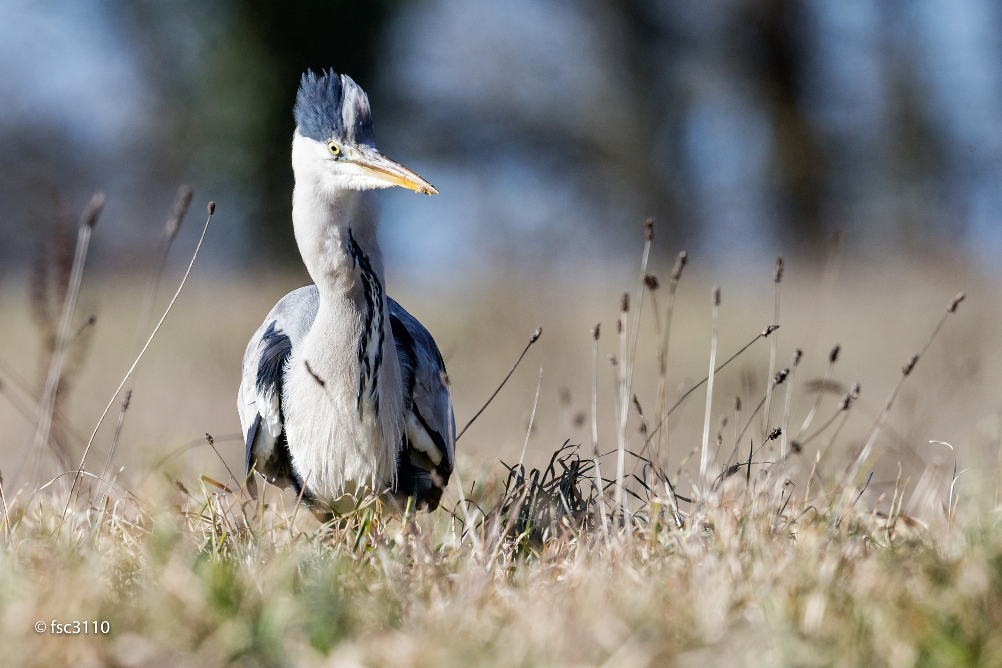 Canon EOS-1D X Mark II + Canon EF 500mm F4L IS II USM sample photo. Grey heron photography