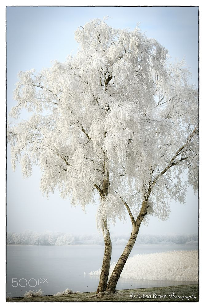 Canon EF 70-200mm F2.8L IS USM sample photo. Winter photography