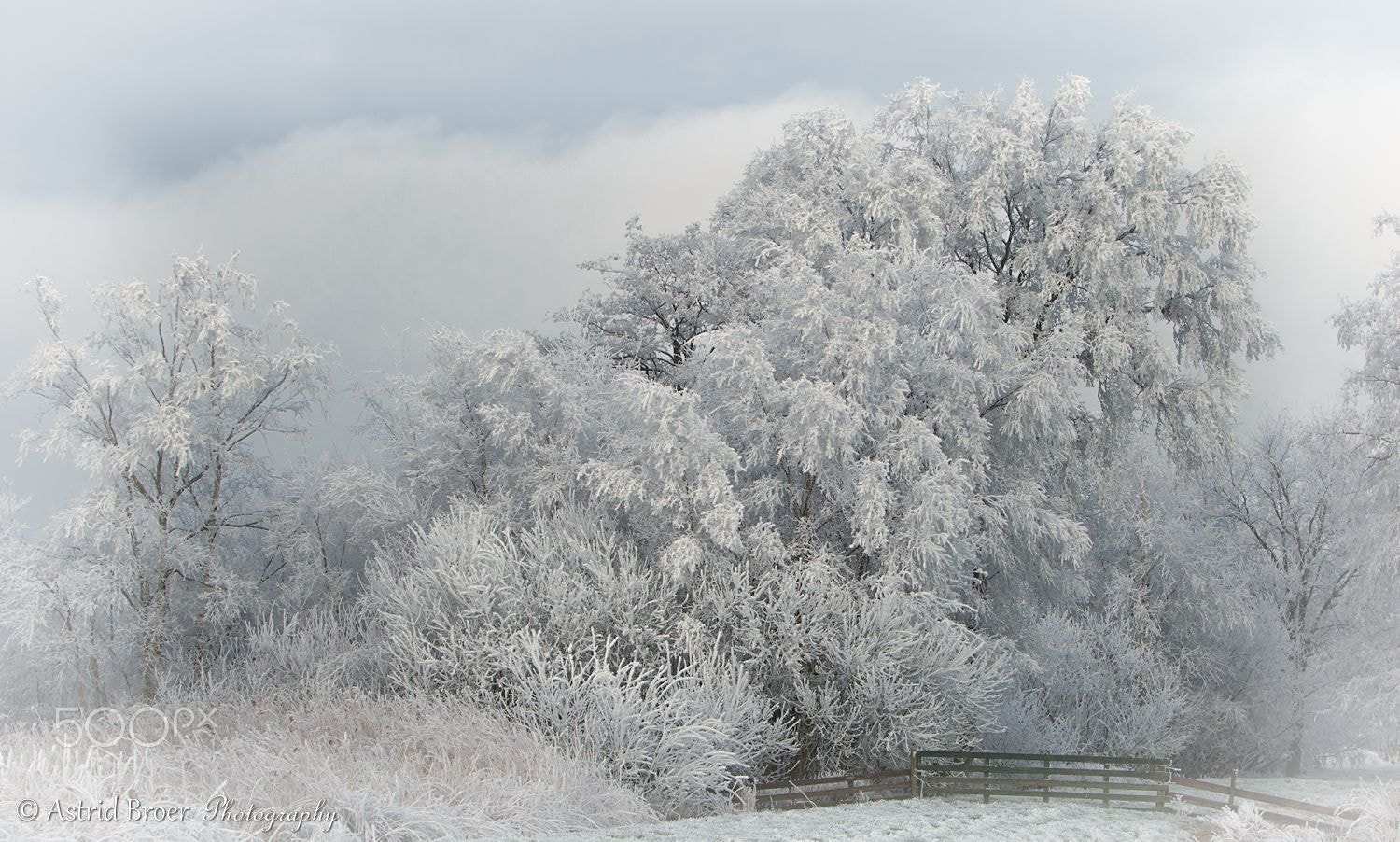 Canon EF 70-200mm F2.8L IS USM sample photo. Winter photography