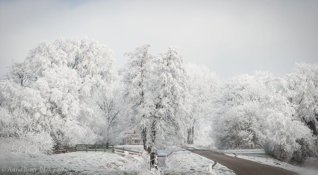 Canon EF 70-200mm F2.8L IS USM sample photo. Winter photography