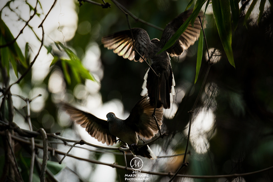 Nikon D800 sample photo. Mystery love photography