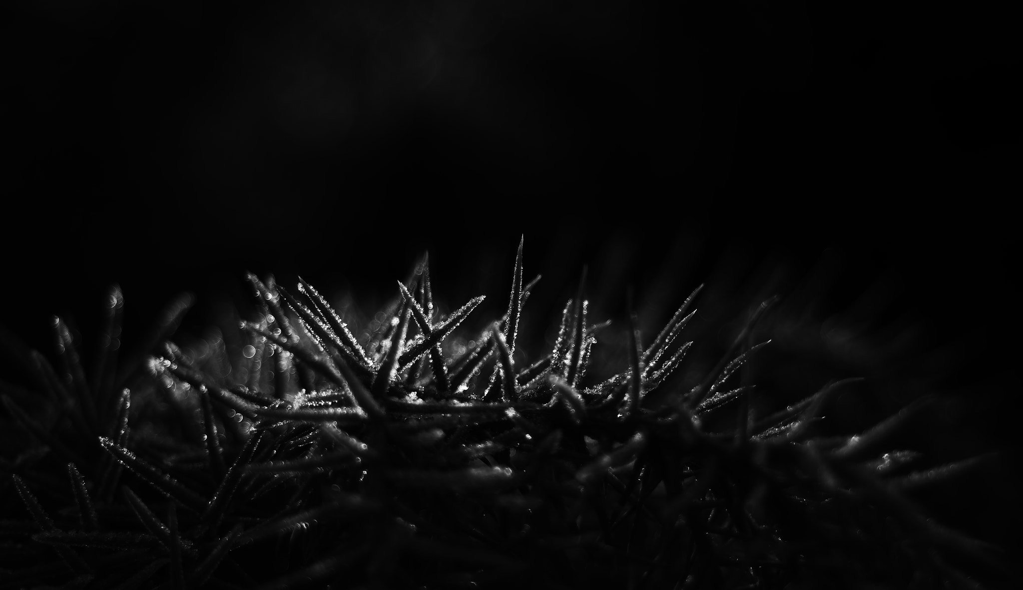 smc PENTAX-F 35-70mm F3.5-4.5 sample photo. Frosted spikes photography