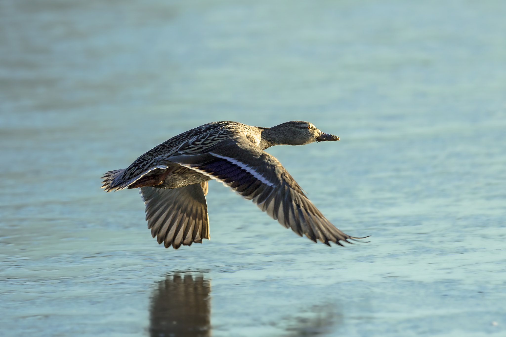 Canon EF 400mm F2.8L IS II USM sample photo. Fly away... photography