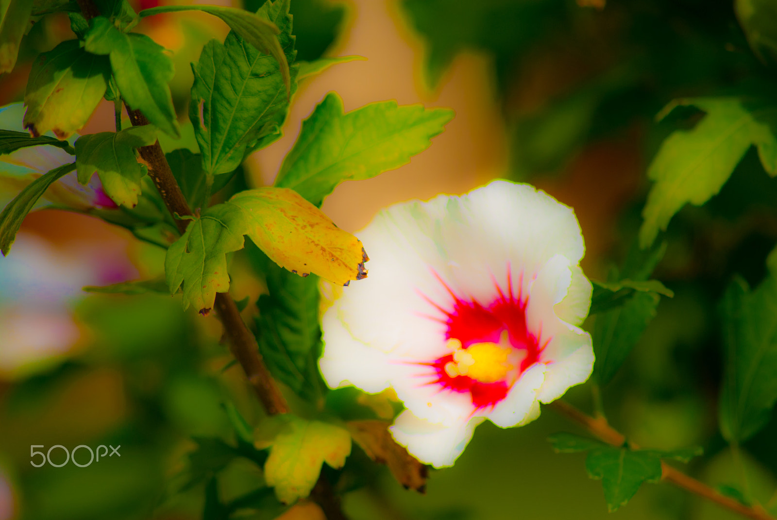 Sony Alpha DSLR-A330 sample photo. My beautiful photo photography