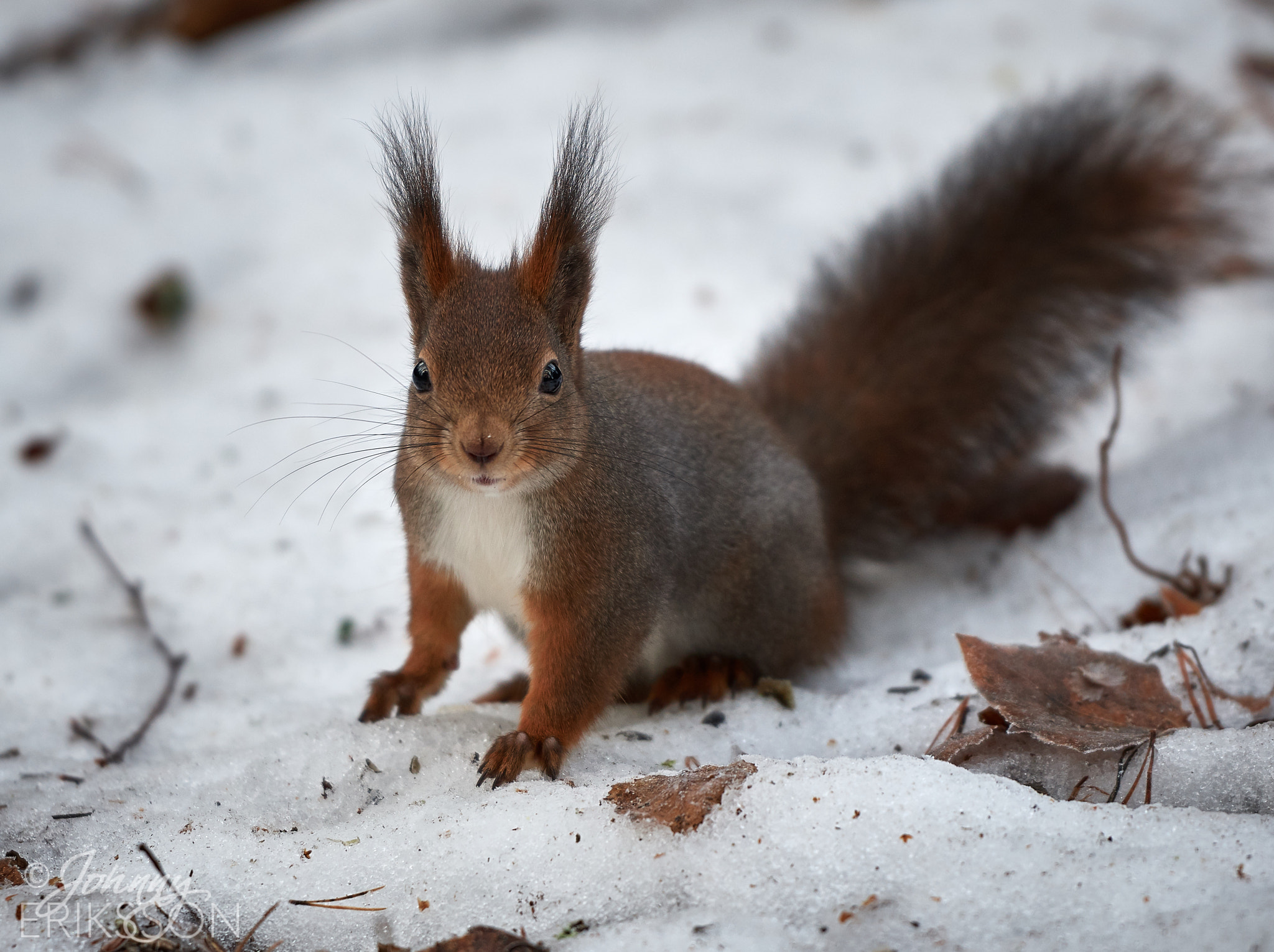 Nikon D500 sample photo. Eurasian red squirrel (sciurus vulgaris) photography