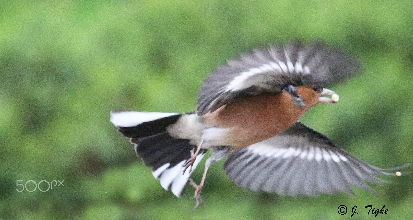 Canon EF 70-200mm F2.8L USM sample photo. Chaffinch photography