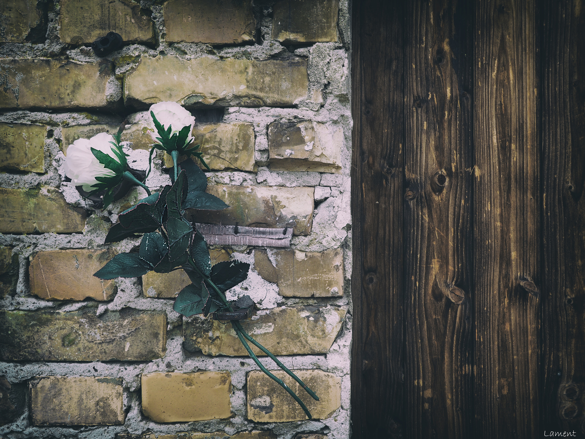 Olympus PEN E-PL7 + OLYMPUS M.9-18mm F4.0-5.6 sample photo. Roses are.... photography