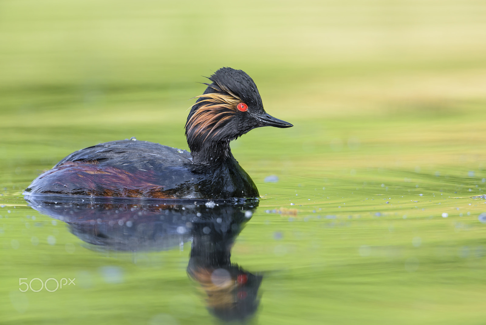 Nikon D810 + Nikon AF-S Nikkor 500mm F4G ED VR sample photo. Schwarzhalstaucher, podiceps nigricollis, black necked grebe photography