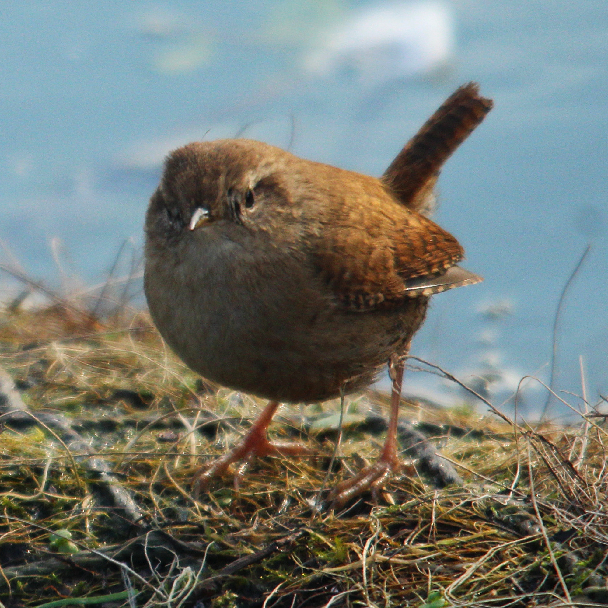 Sigma 150-500mm F5-6.3 DG OS HSM sample photo. Img photography