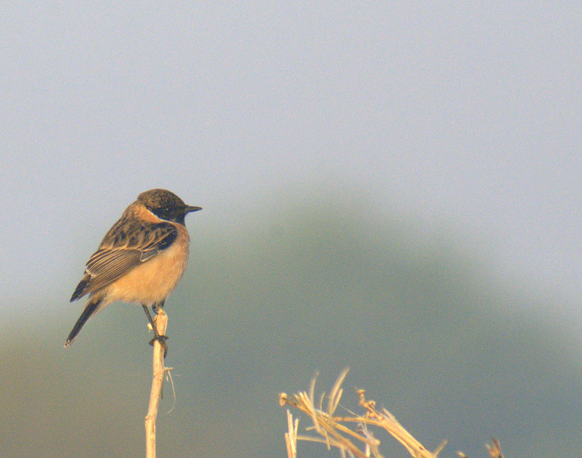 Nikon D80 sample photo. Siberian stonechat photography