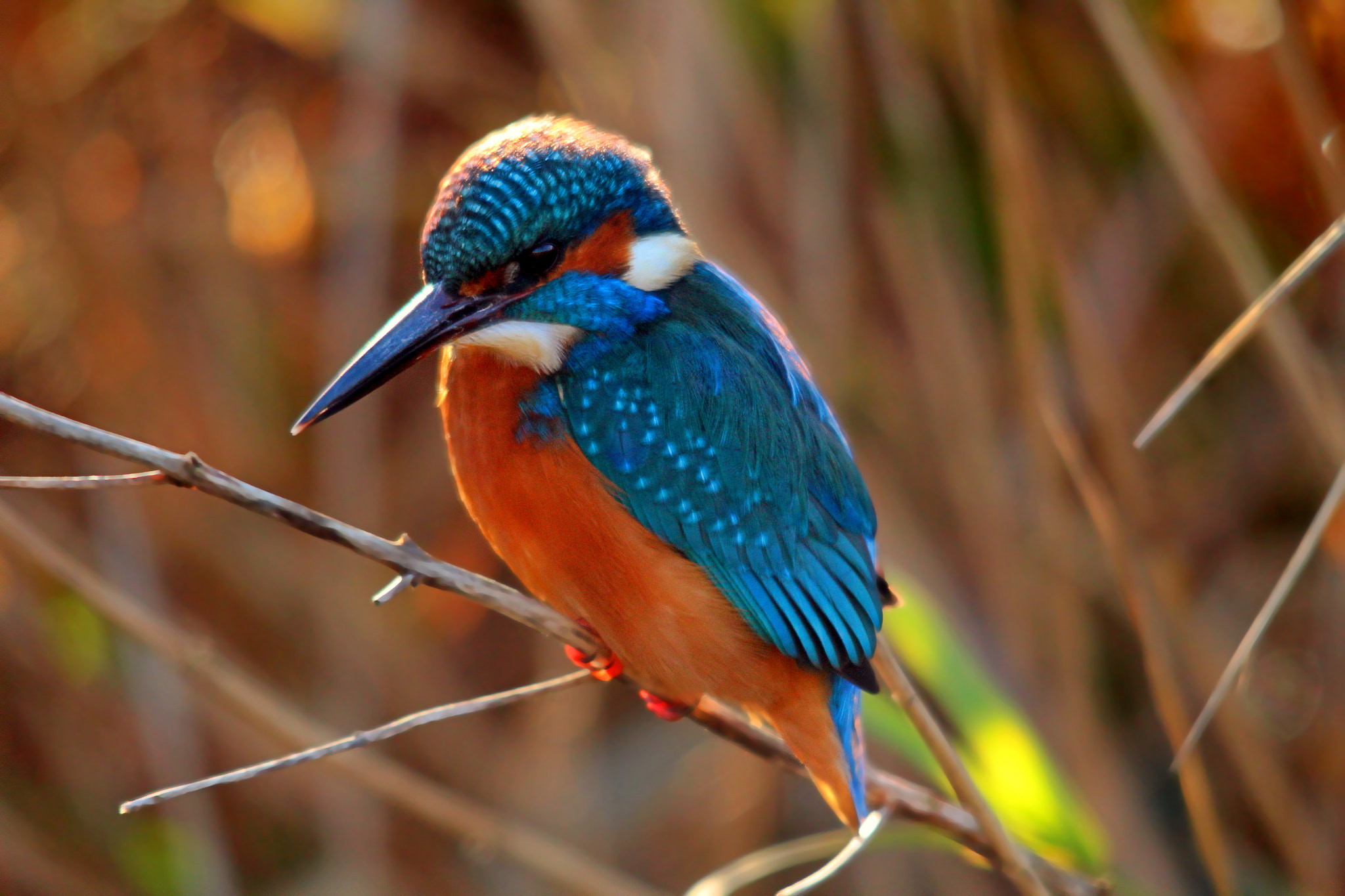 Sigma 150-500mm F5-6.3 DG OS HSM sample photo. Kingfisher photography