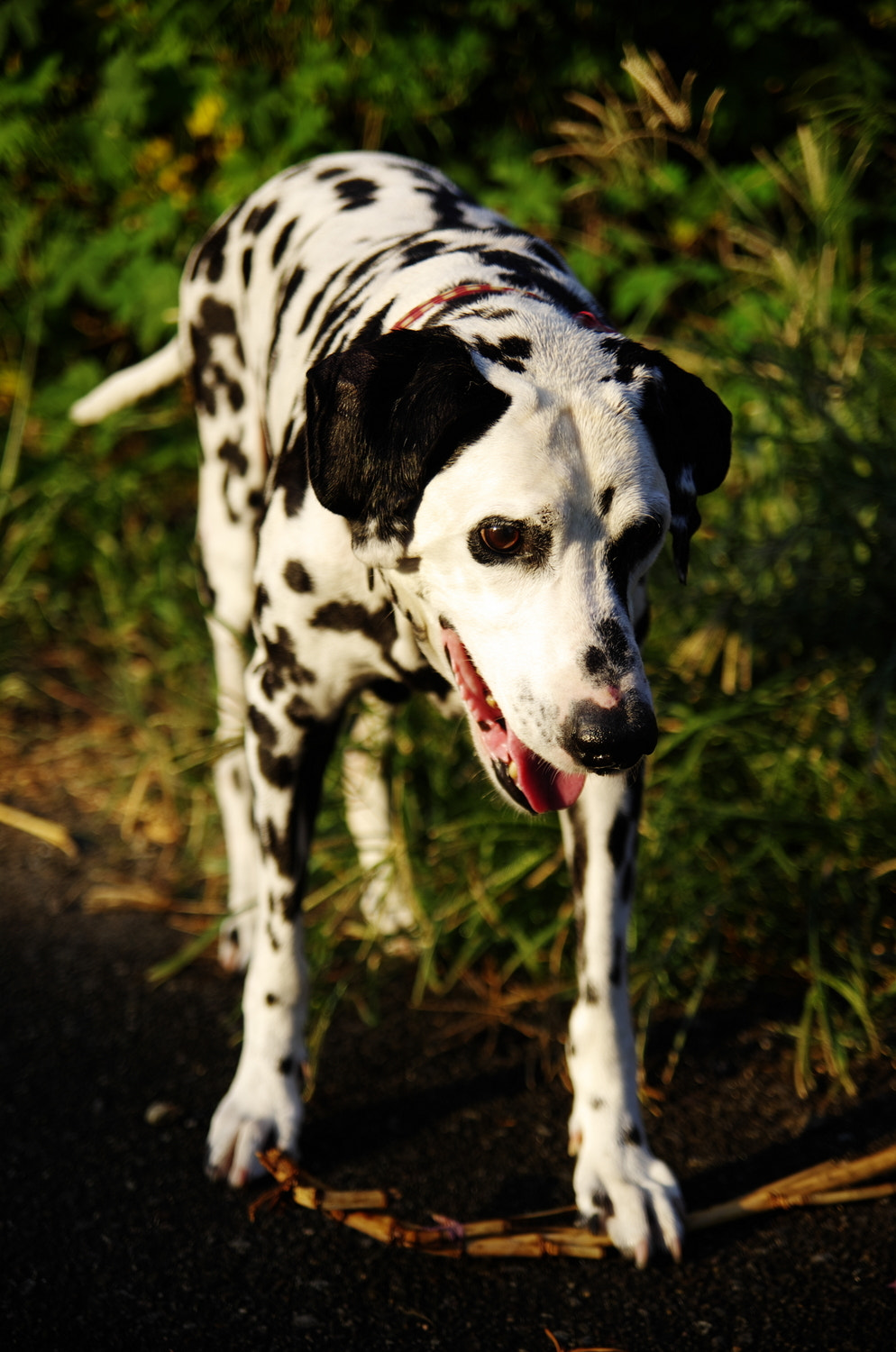 Pentax K-5 sample photo. Dalmatian photography