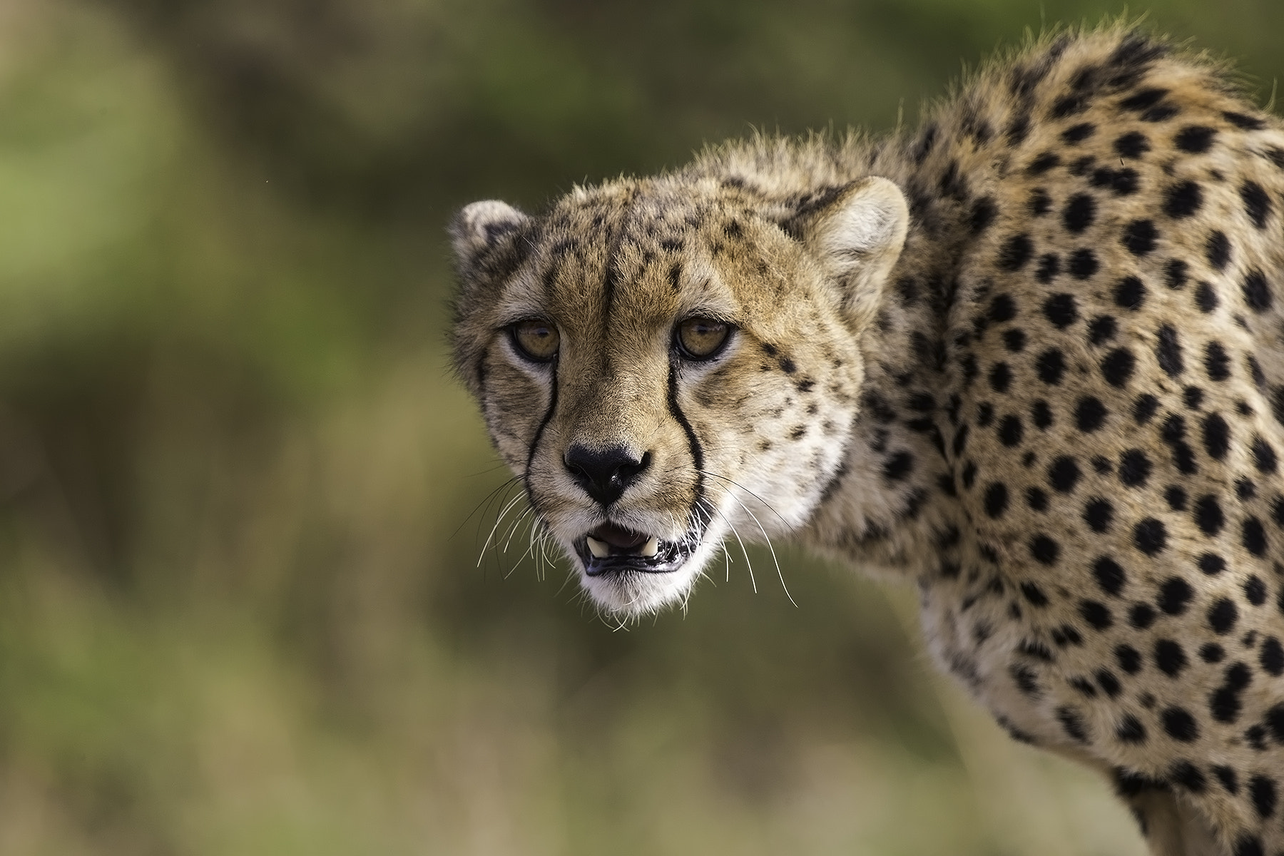 Canon EF 600mm F4L IS II USM sample photo. Cheetah photography