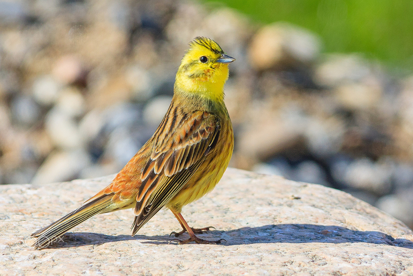 Canon EF 300mm f/2.8L sample photo. I am proud photography