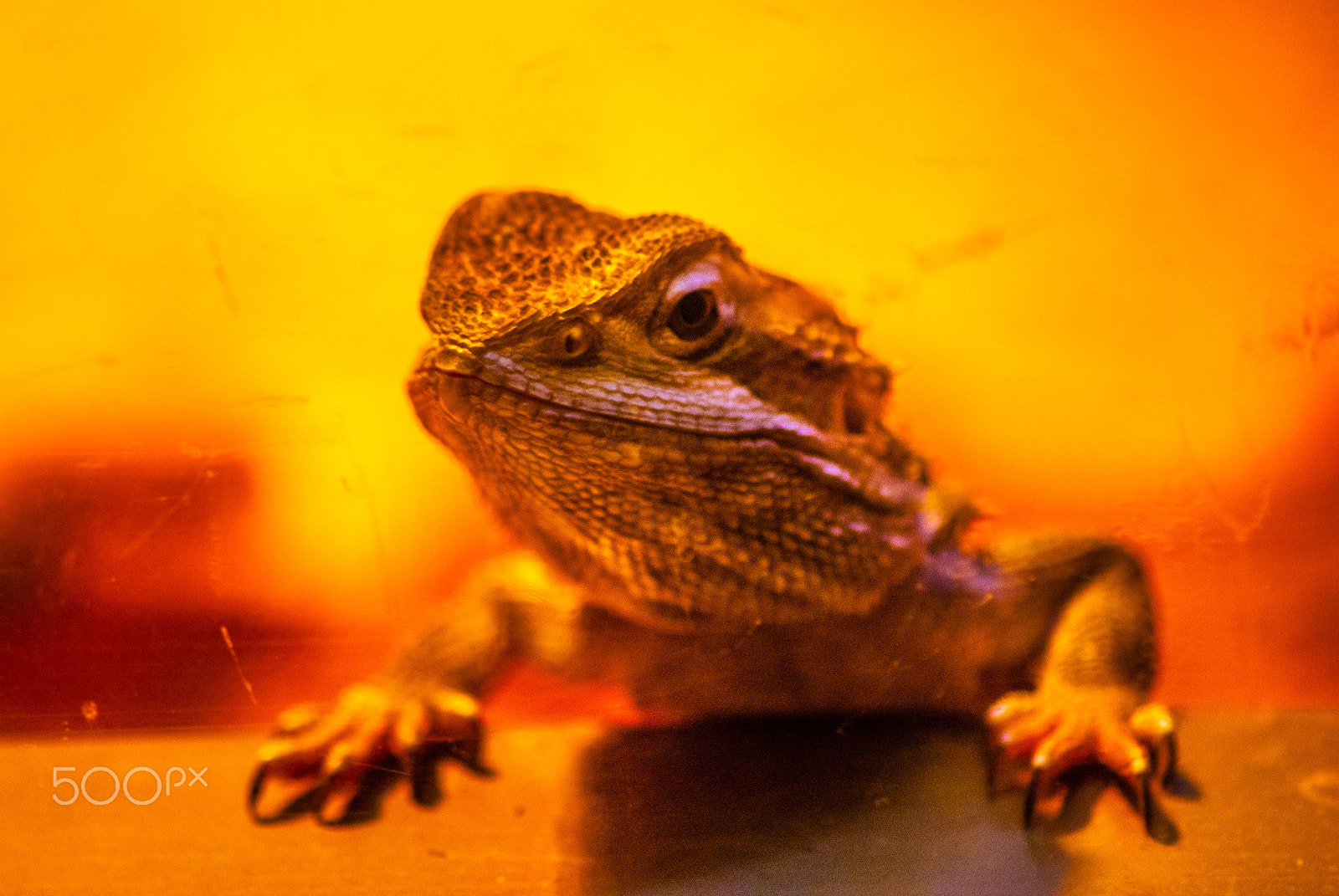 Sony Alpha DSLR-A330 sample photo. Italy animals photography