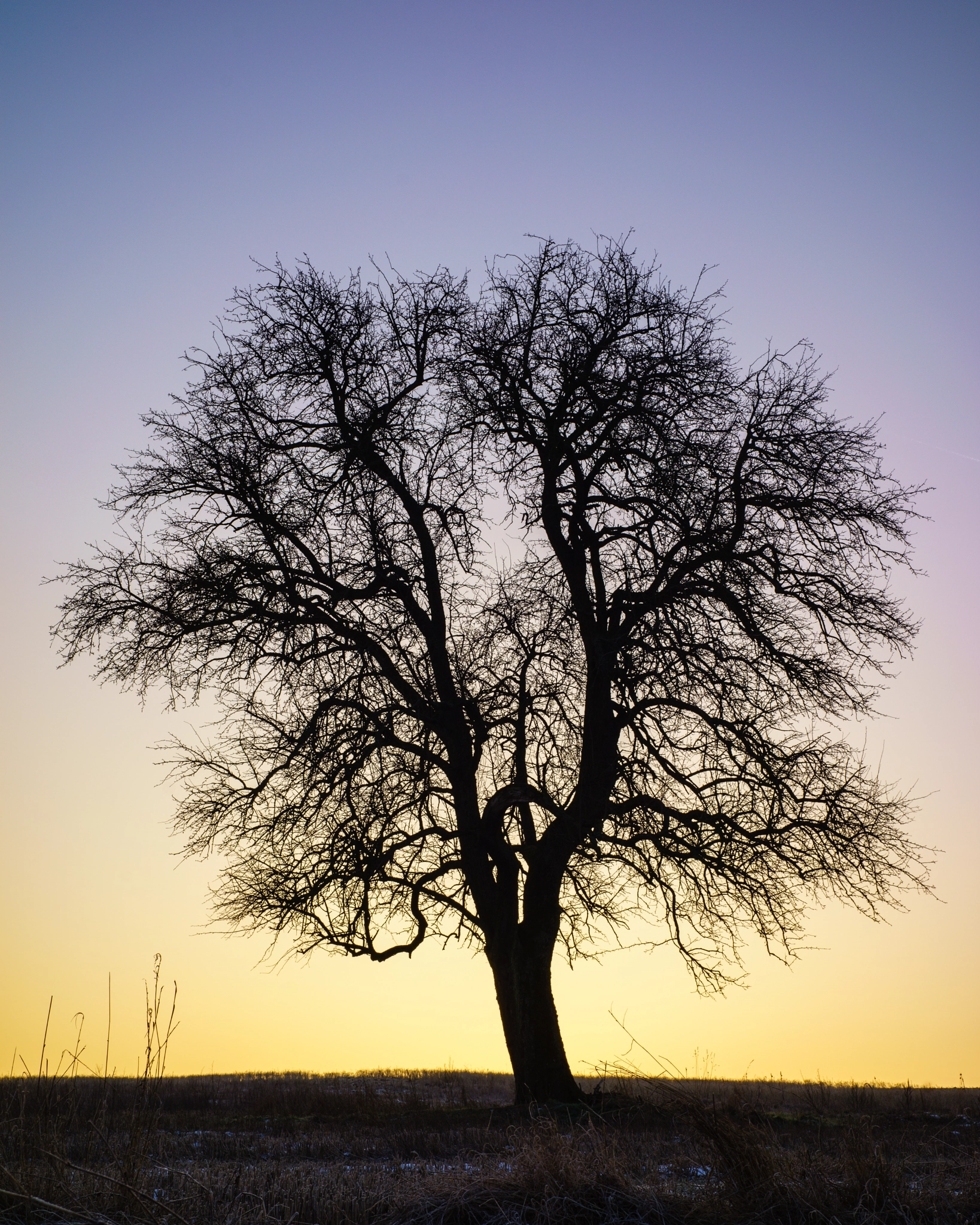 E 35mm F2 sample photo. Tree photography
