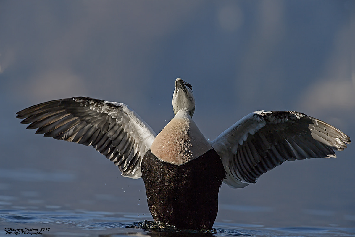 Nikon AF-S Nikkor 300mm F2.8G ED VR II sample photo. Edredone somateria mollissima photography