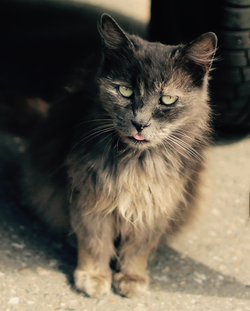 Canon EOS 6D + Canon EF 24mm F1.4L II USM sample photo. Street cat photography