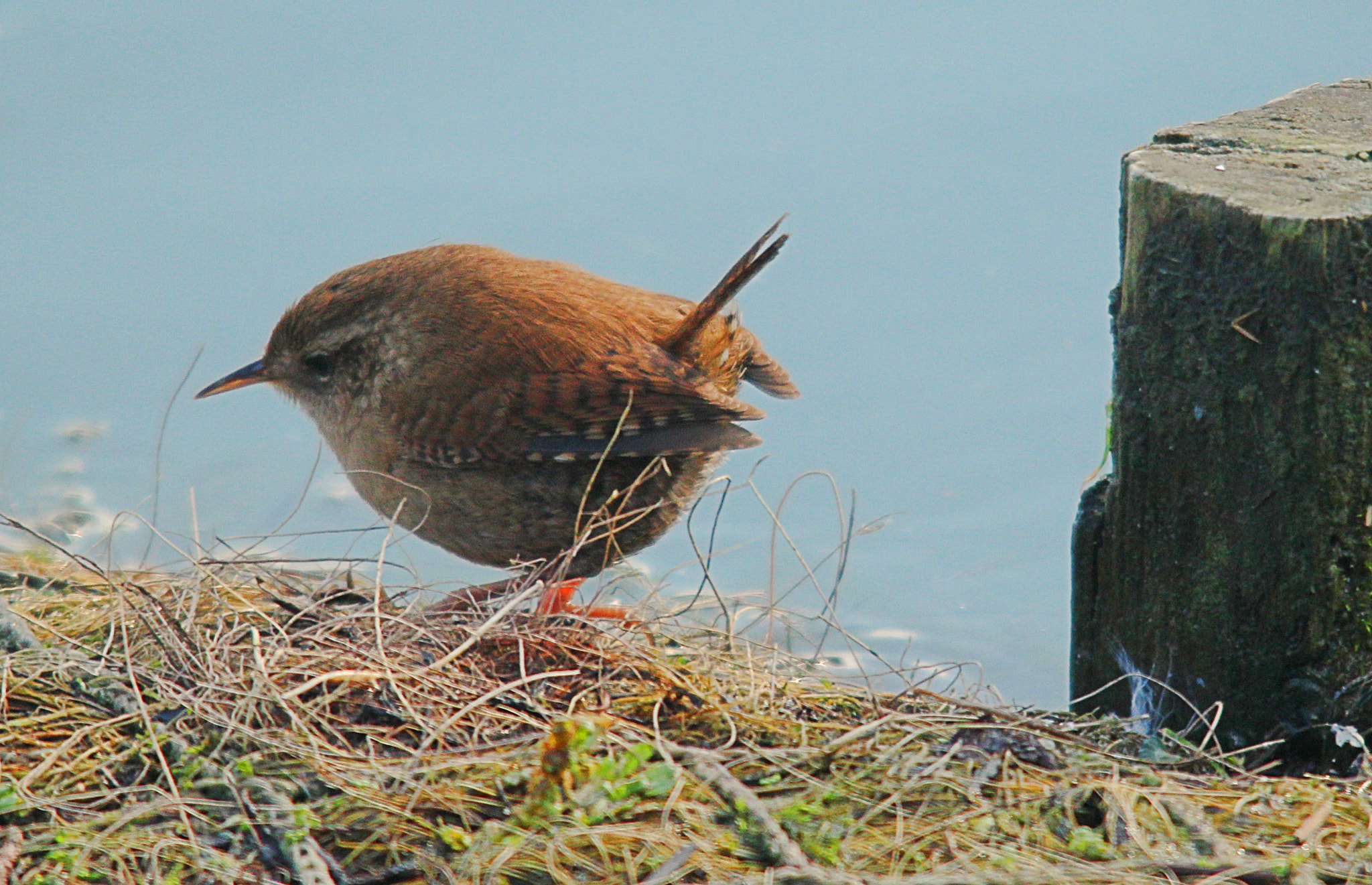 Sigma 150-500mm F5-6.3 DG OS HSM sample photo. Img photography