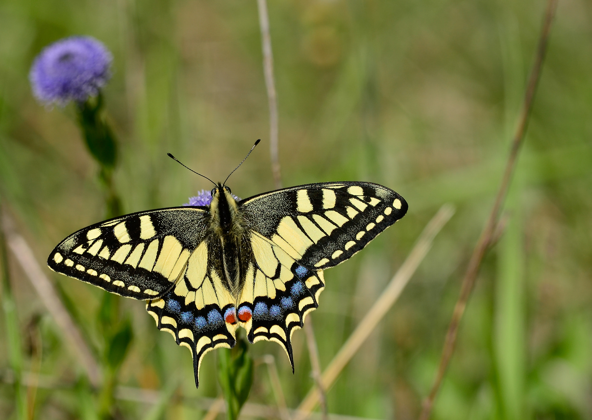 Nikon D5100 sample photo. Butterfly from last year photography