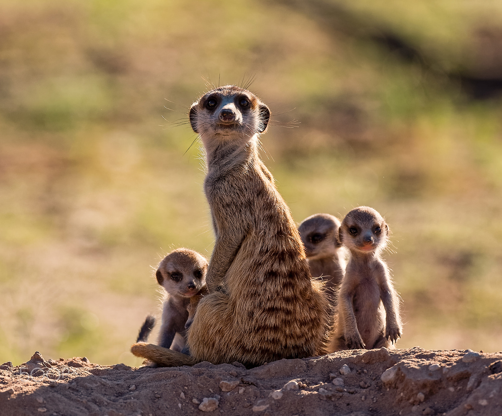 Nikon AF-S Nikkor 200-400mm F4G ED-IF VR sample photo. Meerkat family i photography