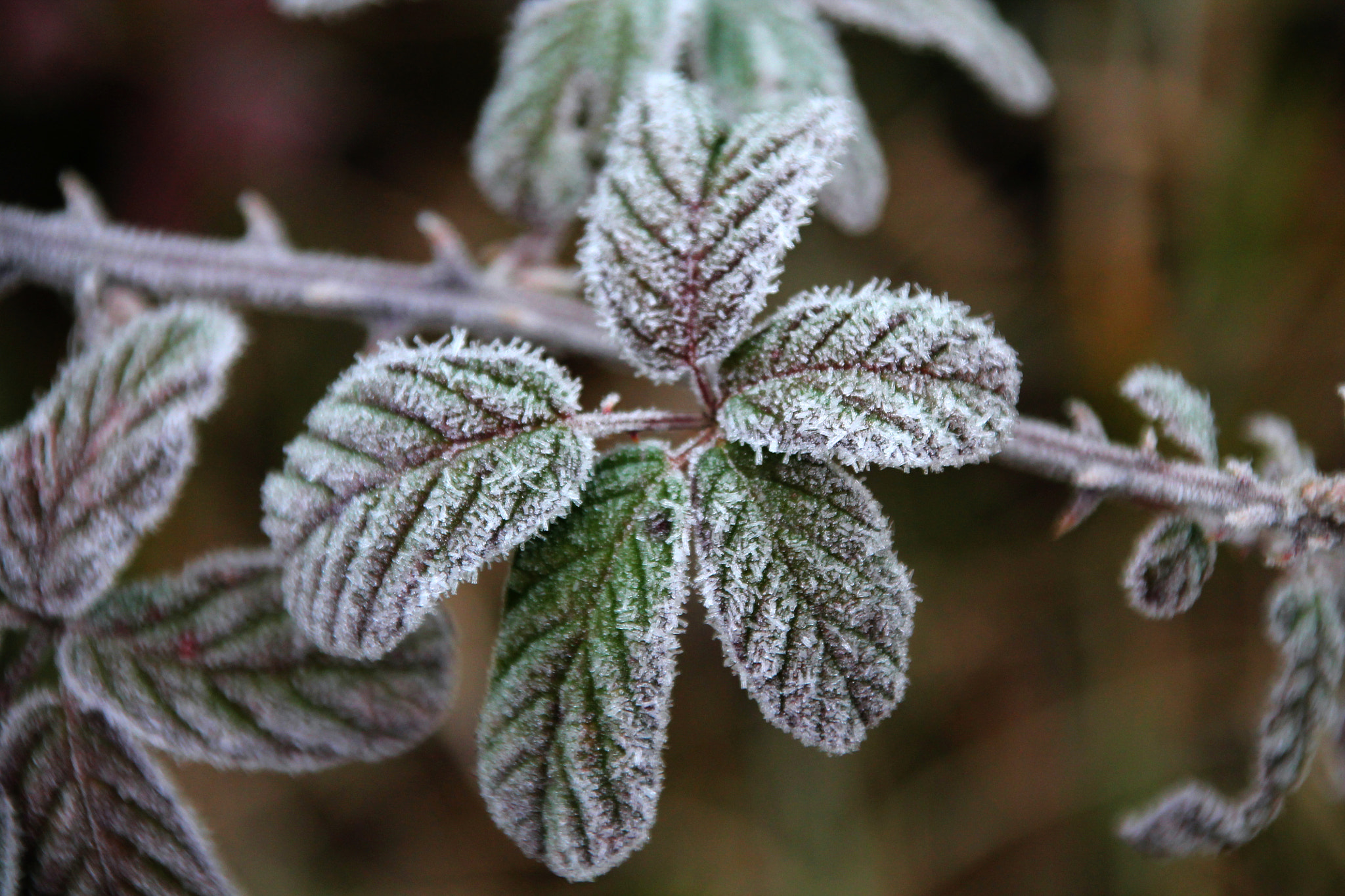 Canon EOS 1100D (EOS Rebel T3 / EOS Kiss X50) + Canon TS-E 90mm F2.8 Tilt-Shift sample photo. Frosty leaves photography