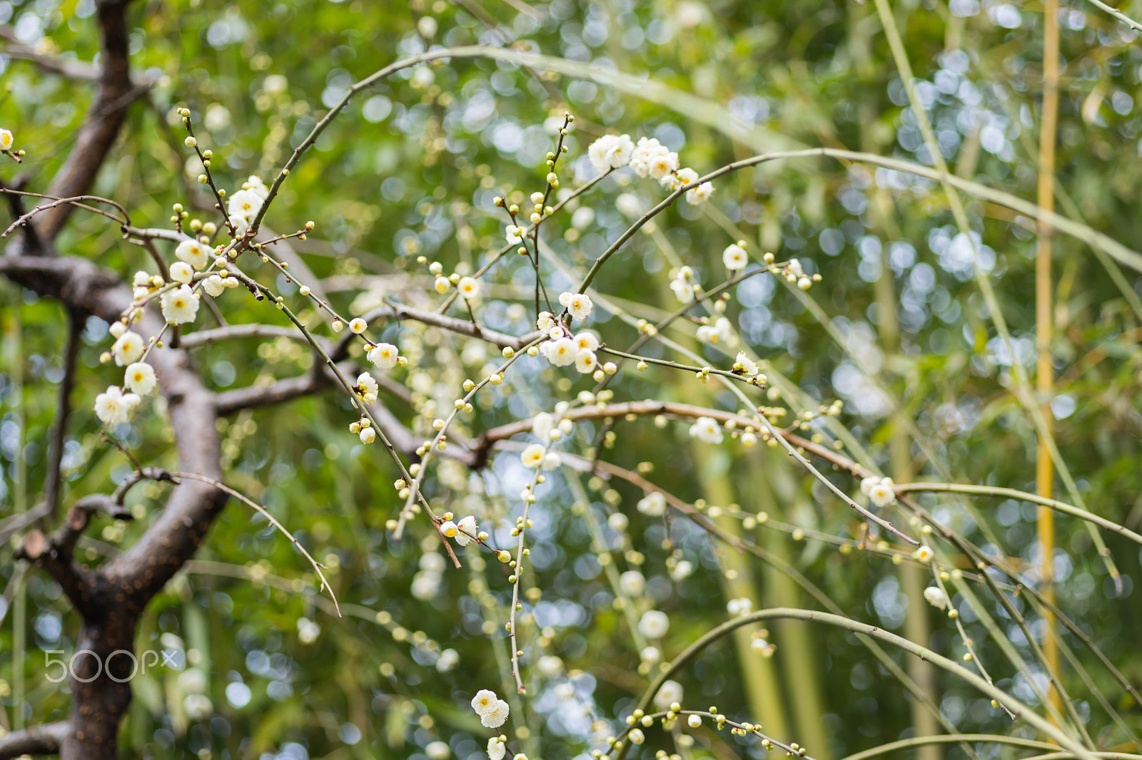 Sony a7 II + Sigma 70mm F2.8 EX DG Macro sample photo. White plum photography