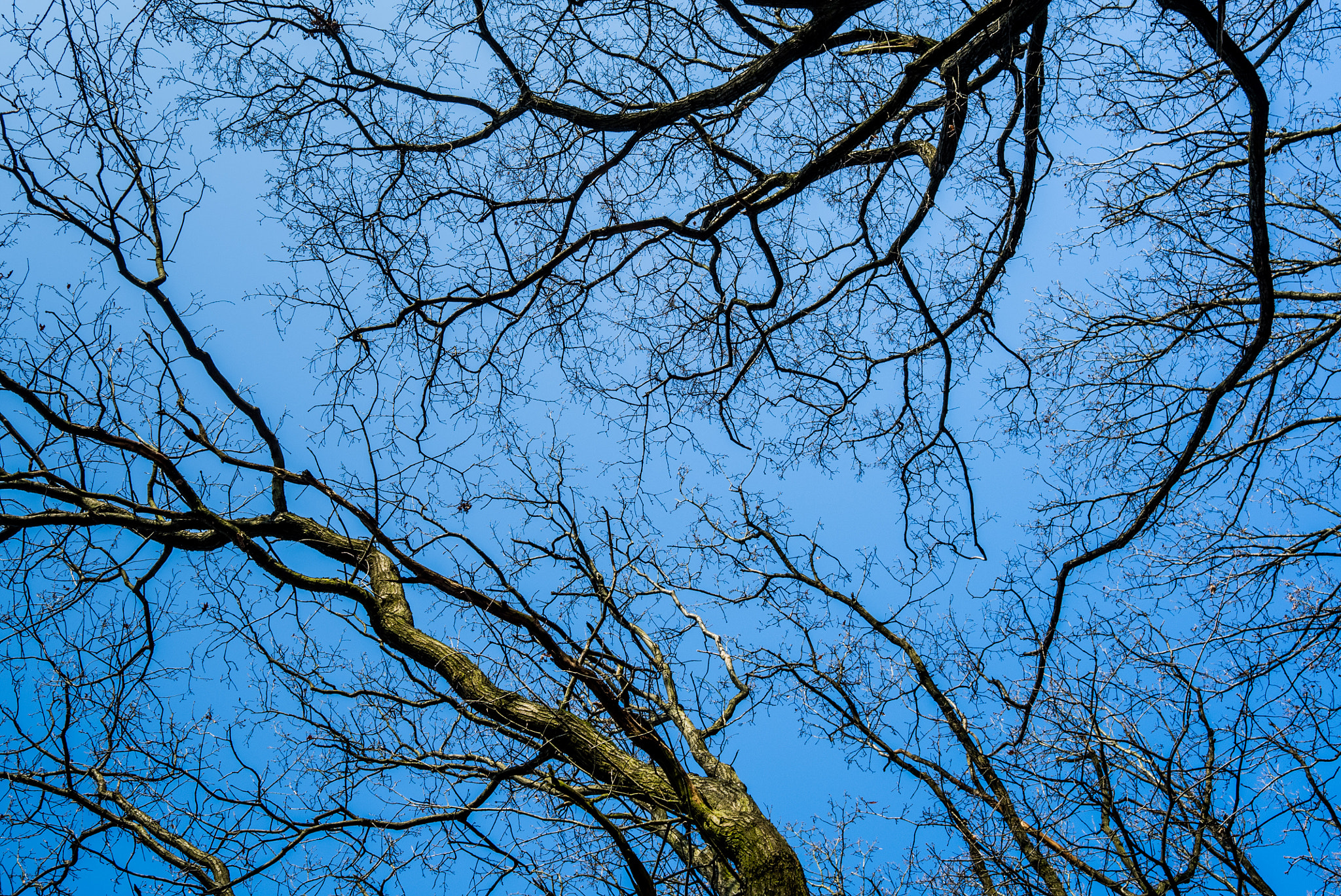 Leica X1 sample photo. Sky of trees photography