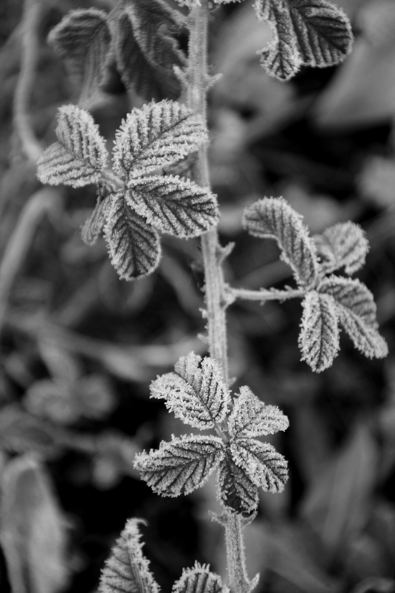 Canon EOS 1100D (EOS Rebel T3 / EOS Kiss X50) + Canon TS-E 90mm F2.8 Tilt-Shift sample photo. Frosty leaves photography