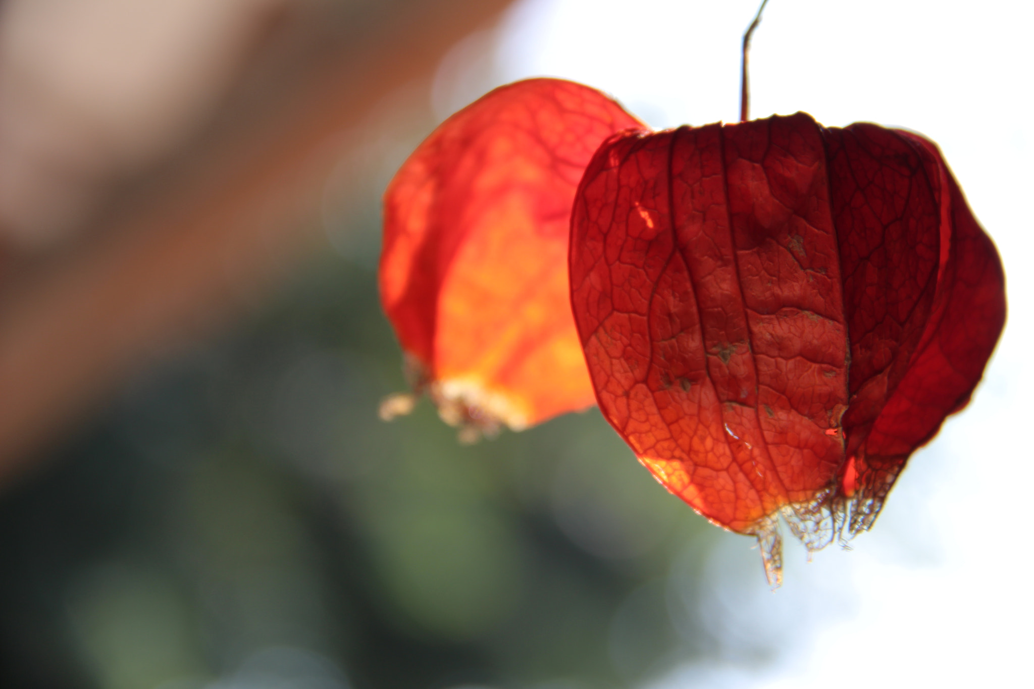 Canon EF-S 18-200mm F3.5-5.6 IS sample photo. 고향의향기```` photography