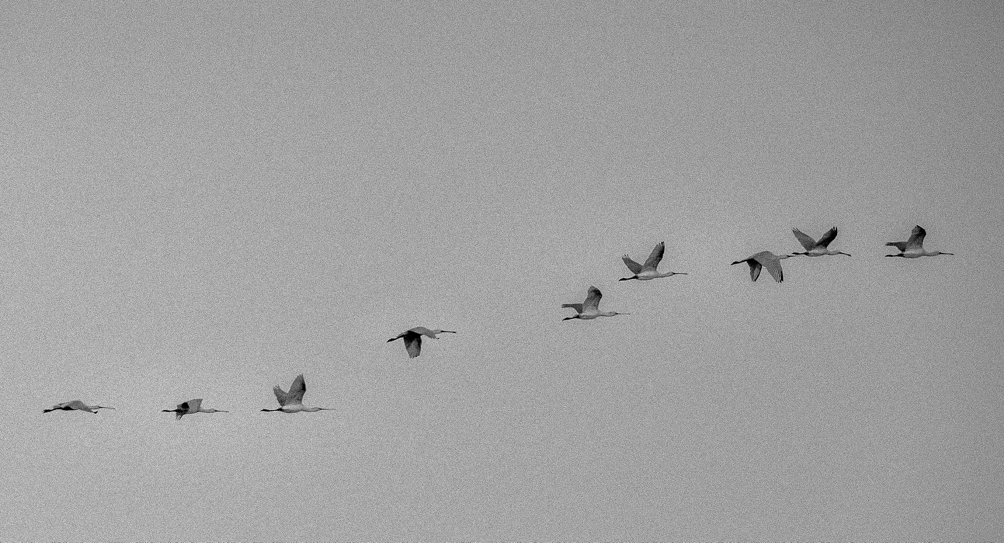 Canon EF 70-200mm F2.8L IS II USM sample photo. Bird...early bird :-) photography