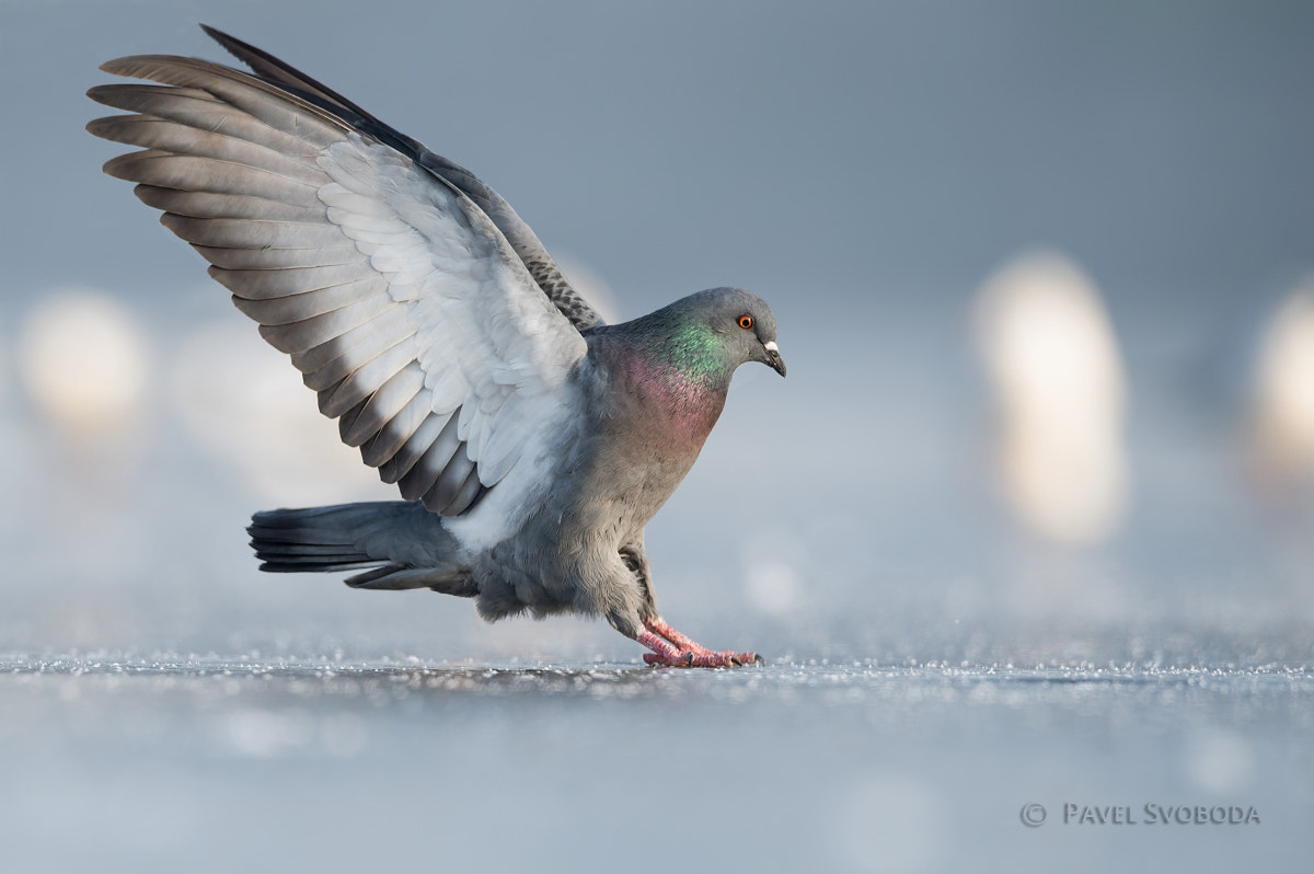 Nikon AF-S Nikkor 400mm F2.8E FL ED VR sample photo. Landing on ice photography