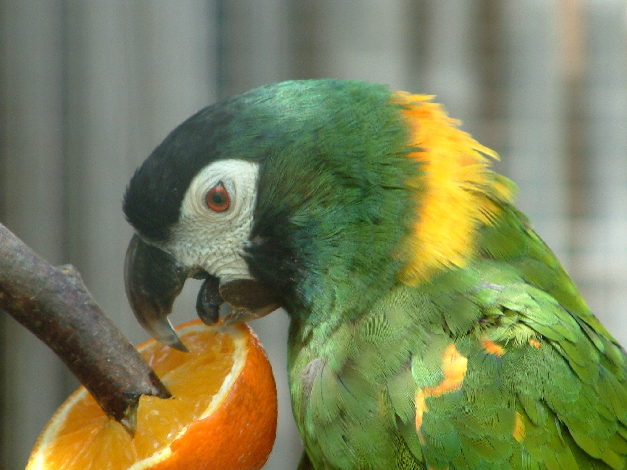 Fujifilm FinePix S602 ZOOM sample photo. Yellow-naped amazon photography