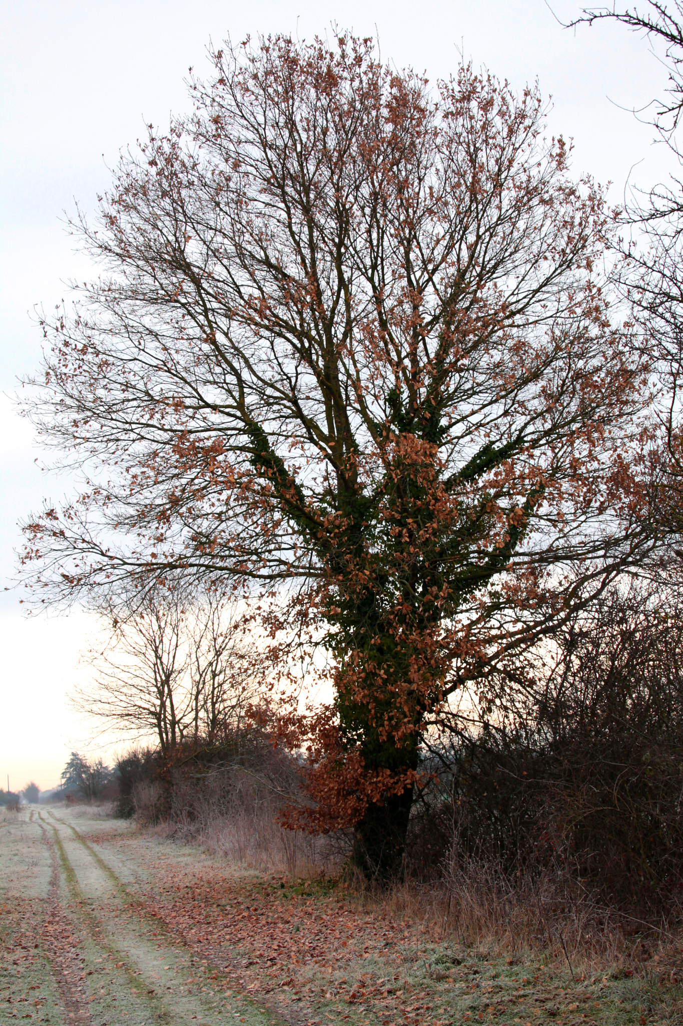 Canon EOS 1100D (EOS Rebel T3 / EOS Kiss X50) + Canon TS-E 90mm F2.8 Tilt-Shift sample photo. Oak tree photography