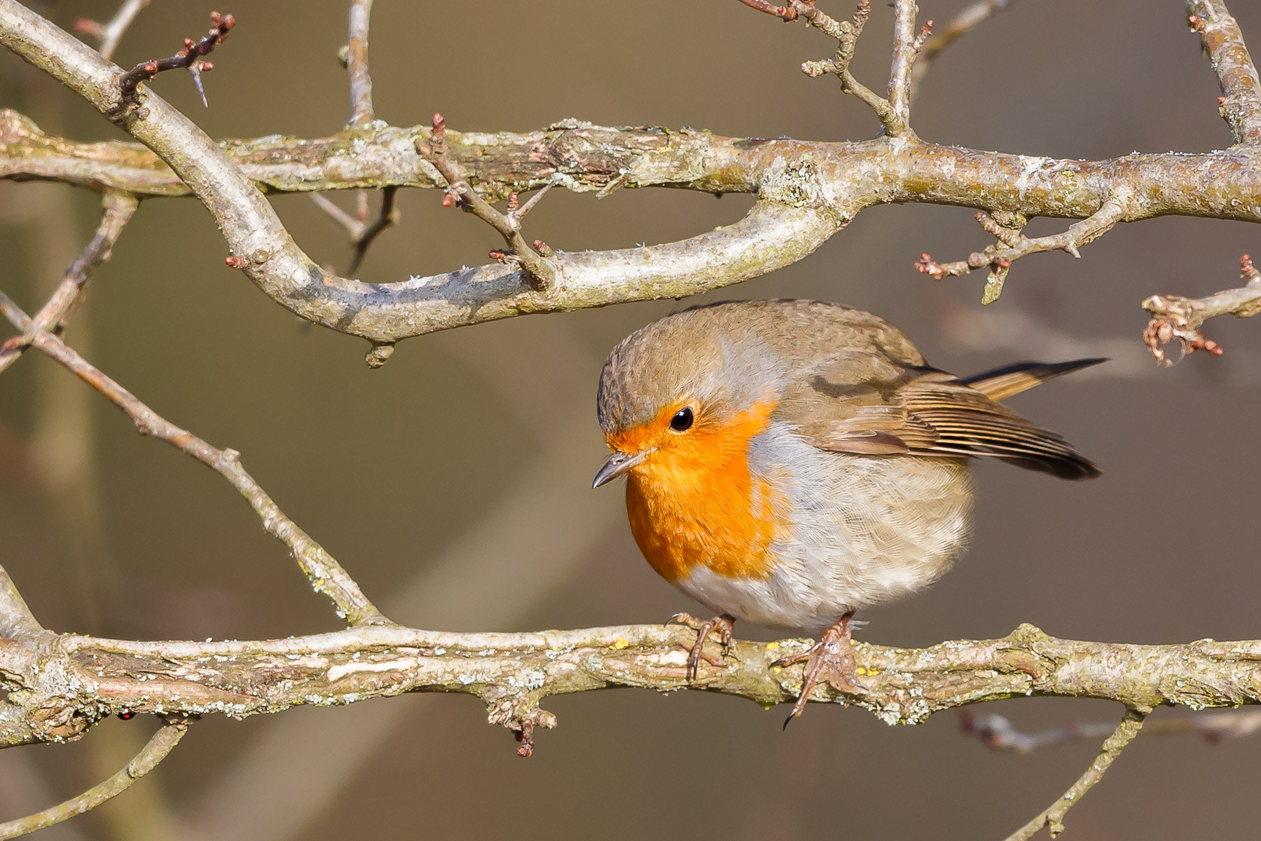 Canon EOS 5D Mark II + Canon EF 500mm F4L IS II USM sample photo. European robin photography