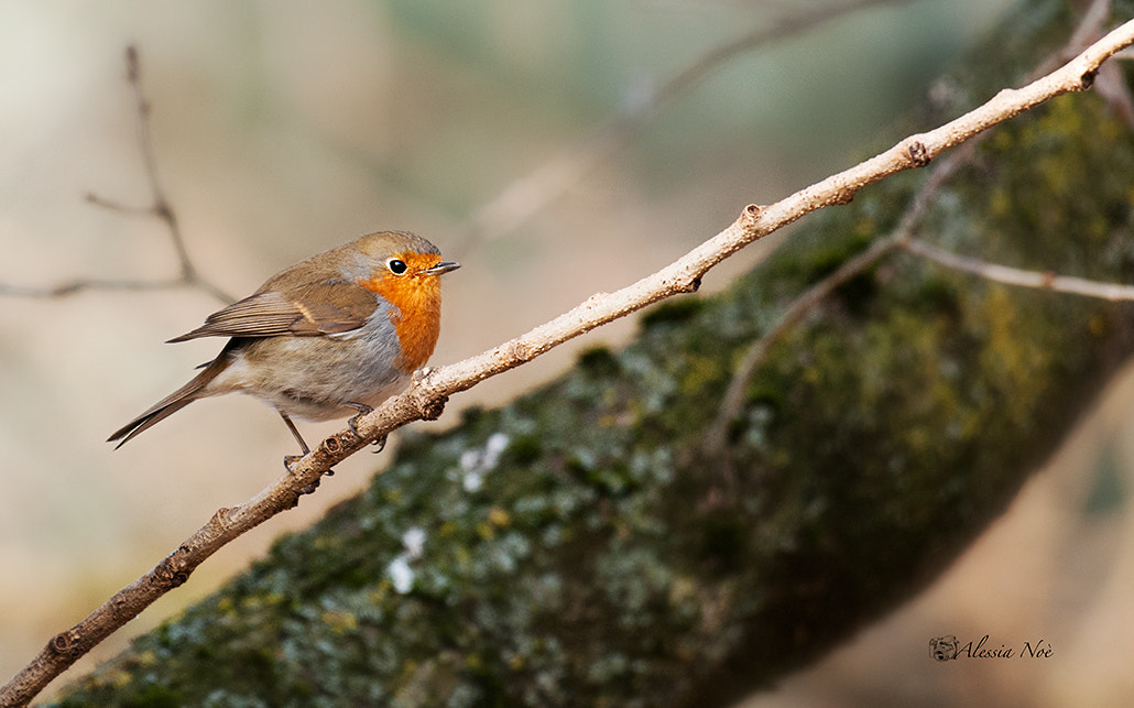 Nikon AF-S Nikkor 200-500mm F5.6E ED VR sample photo. Robin photography