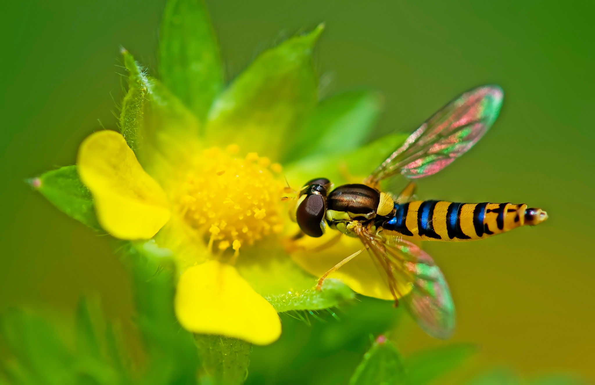 Nikon AF-S Micro-Nikkor 105mm F2.8G IF-ED VR sample photo. Полосатый Вжик photography