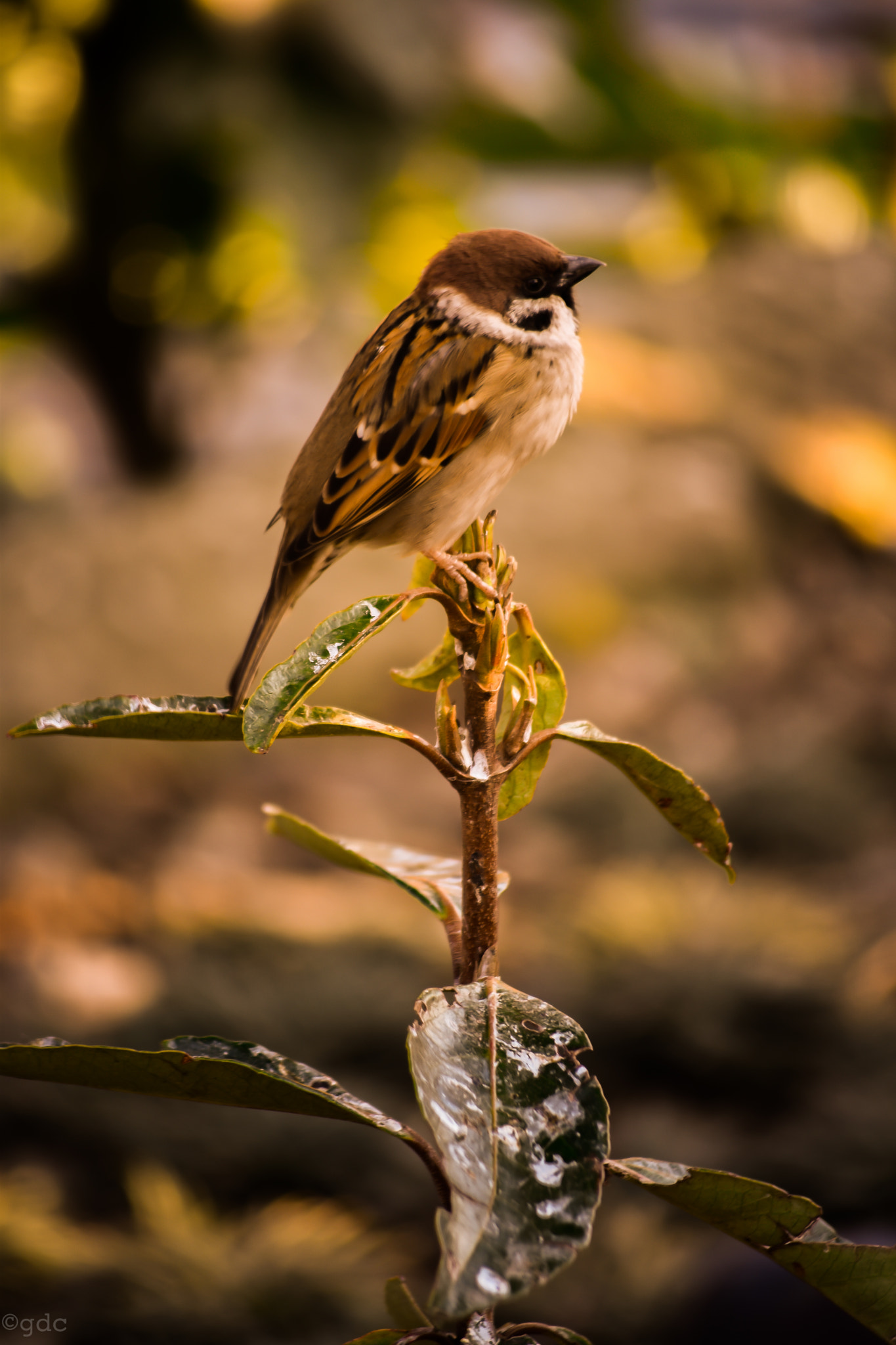 Nikon D5500 sample photo. Waiting for breadcrumbs photography