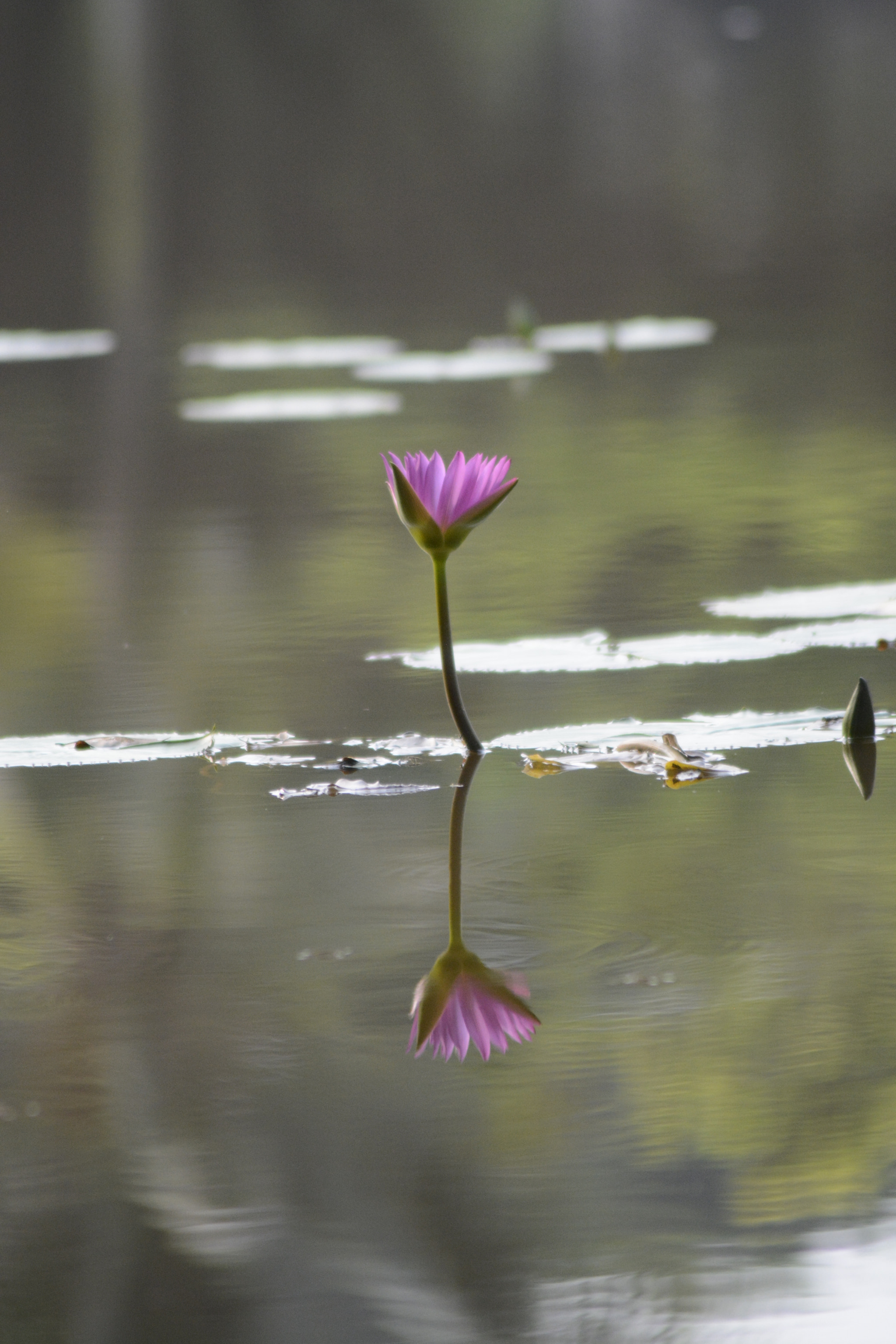 Nikon AF Nikkor 70-300mm F4-5.6G sample photo. Reflections photography